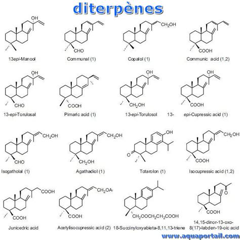 diterpene|explanation of terpenes for chemistry.